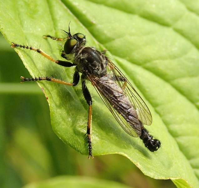 Asilidae da Id.